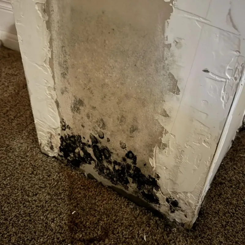 Professional Mold Removal in Fairmount, TN
